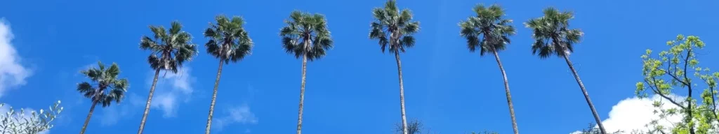 Jardin du Palacio de Cristal à Porto, destination familiale